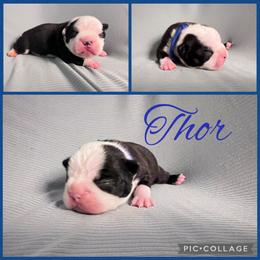 Thor - Black and white male Boston Terrier puppy in Cochran, Georgia from Sweet Georgia Boston’s