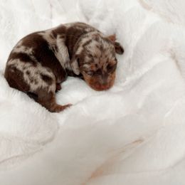 Tabbie - Dapple female Dachshund puppy in San Diego, California from Enchantables