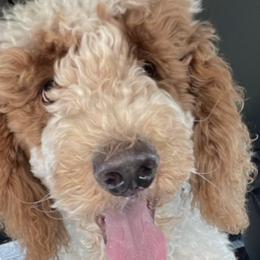 Baldwin - Poodle