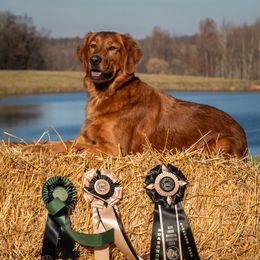 Roxy - Golden Retriever