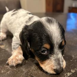 Bambi - Piebald female Dachshund puppy in Bruceton, Tennessee from Dachshund Dreams