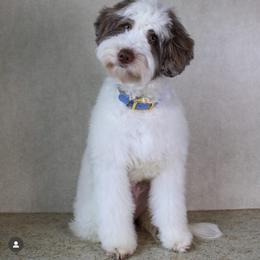 Winston - Goldendoodle