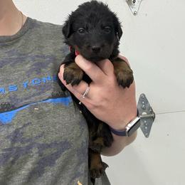 Hot Pink - Black and rust female Beauceron puppy in Floyd’s Knobs, Indiana from Birdwing Beaucerons