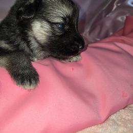 Shiloh Shepherd Puppies from Heritage Shilohs