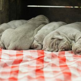 Weimaraner Puppies from North Georgia Weims