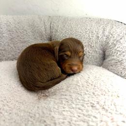 AKC Espresso - Chocolate and tan female Dachshund puppy in Laveen, Arizona from Acosta Kennel