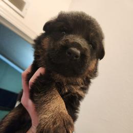 Black Boy - Black and red male German Shepherd puppy in Longview, Washington from Bunkerhill Shepherds
