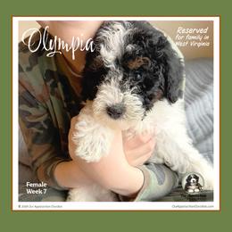 Olympia - Tri-color female Bernedoodle puppy in Branchland, West Virginia from Our Appalachian Doodles