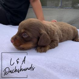 Dachshund Puppies from L & A Dachshunds