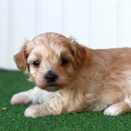 Mr. Dark Blue Collar - Cream male Maltipoo puppy in Springtown, Texas from North Texas Puppies