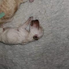 Poodle Puppies from Bellissimo Standard Poodles