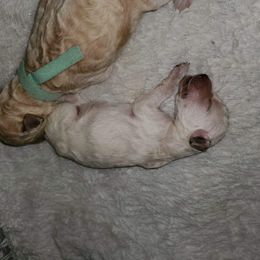 Poodle Puppies from Bellissimo Standard Poodles