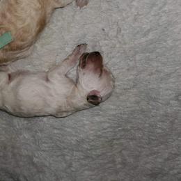 Poodle Puppies from Bellissimo Standard Poodles