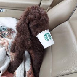 Poodle Puppies from Polly Wally Doodles and Poodles