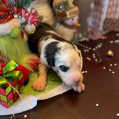 Nani - Merle Assorted Doodle Crosses puppy in Powder Springs, Georgia from Everyone Loves Doodlez