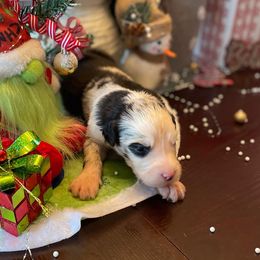 Nani - Merle Assorted Doodle Crosses puppy in Powder Springs, Georgia from Everyone Loves Doodlez