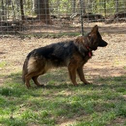 Nadia - German Shepherd