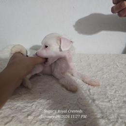 Hercules - White and black male Chinese Crested puppy in San Antonio, Texas from Sugar's Royal Cresteds