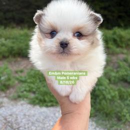 Merle parti blue eyes 3209 pet only - Blue merle male Pomeranian puppy in Kentucky from Em&M Pomeranians