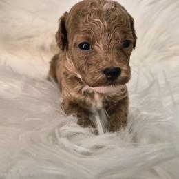 Maple - Red  male Poodle puppy in Chandler, Arizona from Fabi Poodle