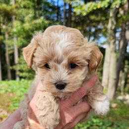 Cody - Champagne male Maltipoo puppy in Utica, Ohio from Poodle Me Crazy