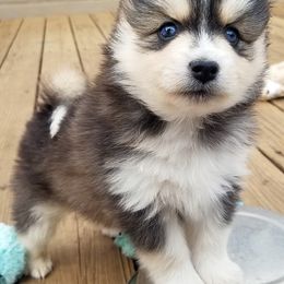 Pomsky Puppies from Acacia Pomskies