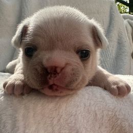 French Bulldog Puppies from Hope Mountain French Bulldogs