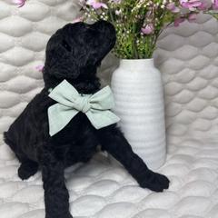 Sprout - Black male Goldendoodle puppy in Waterloo, Illinois from Ashly Miller