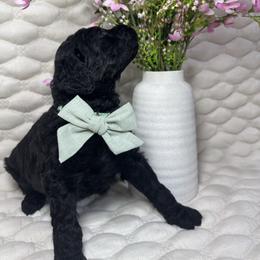 Sprout - Black male Goldendoodle puppy in Waterloo, Illinois from Ashly Miller