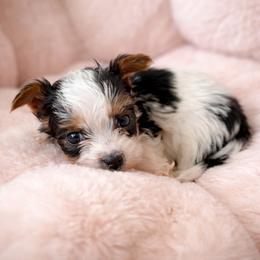Indi - Parti male Yorkshire Terrier puppy in Iron Mountain, Michigan from Celestial Family Terriers (Yooper Yorkies)