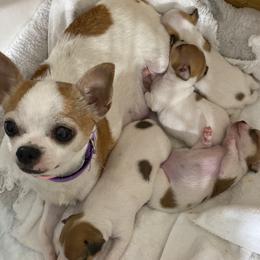 Sprinkle - Chihuahua