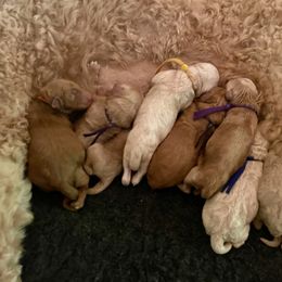 Fusilli - Apricot male Goldendoodle puppy in Silverdale, Washington from King Family Doodles