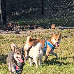 Shiba Inu puppies from ScrapiShibas