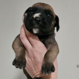 Annie - Fawn female Great Dane puppy in Jerusalem, Arkansas from Mara Danes