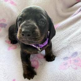 CKC Girl 1 - Brindle female Dachshund puppy in Grand Valley, Pennsylvania from Dachshunds on the Hill