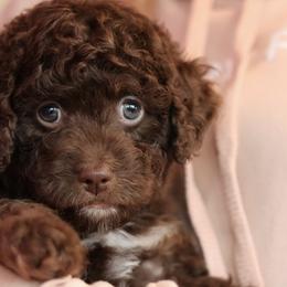Eve - Brown and white female Bernedoodle puppy in Concord, California from Golden State Good Dogs