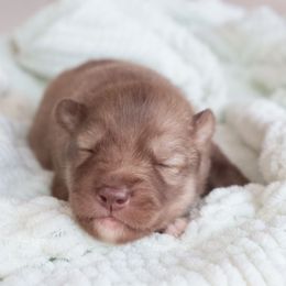 Female 1 - Brown and white female Siberian Husky puppy in Bly, Oregon from Hill Top Huskies