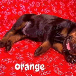Orange - Black and rust male Doberman Pinscher puppy in Louisville, Kentucky from Ruiz Dobermans