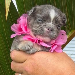 Dolly - Tricolors female French Bulldog puppy in Palm Coast, Florida from Calypso Island French Bulldogs