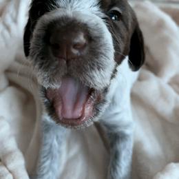 Wirehaired Pointing Griffon Puppies from Happy Hollow Griffons