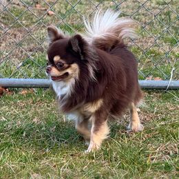 Yeti - Chihuahua