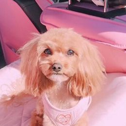Cavapoo and Poodle All Grown Up from Mckendra's Legacy