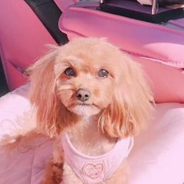 Cavapoo and Poodle All Grown Up from Mckendra's Legacy