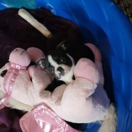 Boston Terrier Puppies from Beatrice's Kennels