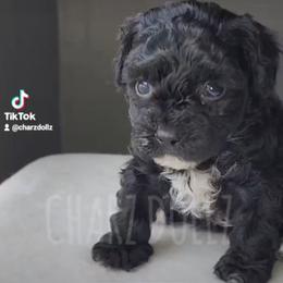 Cupcake - Black female Yorkipoo puppy in North Huntington, Pennsylvania from Charz Dollz
