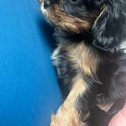 Girl 1 - Black and tan female Cavalier King Charles Spaniel puppy in Woodruff, Wisconsin from Cutesy Cavaliers