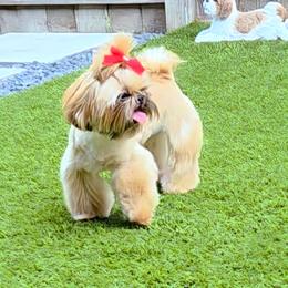Indie - Shih Tzu