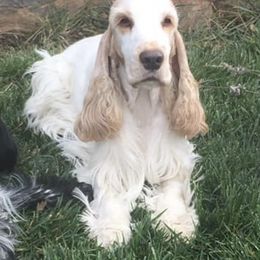 English Cocker Spaniels from Mary Barrett