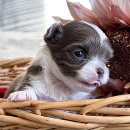 Girl A - Fawn and white female Chihuahua puppy in Chino Valley, Arizona from Lane’s Little Longhairs