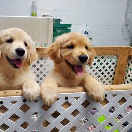 English Setter, Golden Retriever, and Gordon Setter Puppies from Katherine Lirette